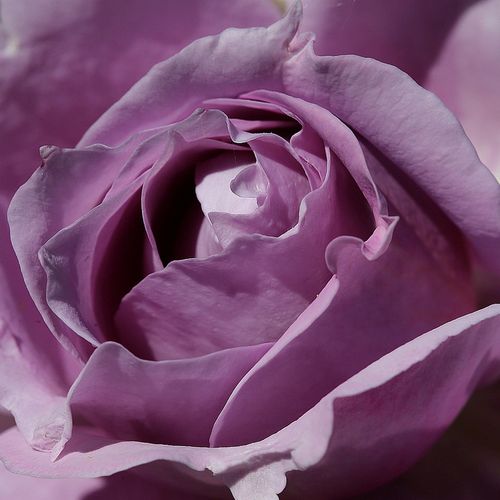 Růže online koupit v prodejně - Rosa  Novalis ® - diskrétní - Stromkové růže s květy anglických růží - fialová - W. Kordes’ Söhne® - stromková růže s rovnými stonky v koruně - -